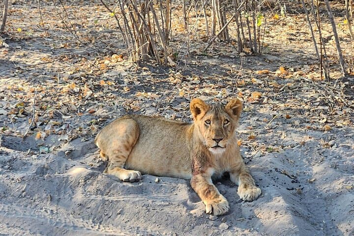 Beyond the Falls: Chamabondo Safari Game Drive near Victoria Falls