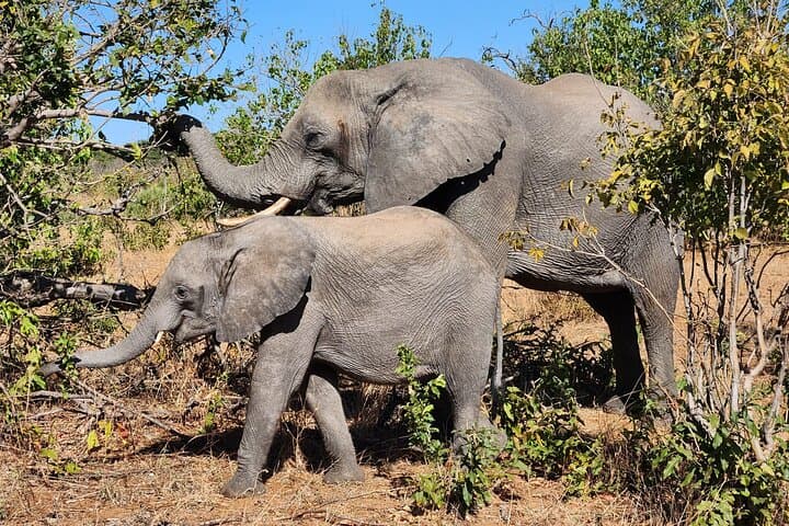Beyond the Falls: Chamabondo Safari Game Drive near Victoria Falls photo 5