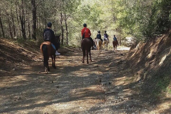 Kemer Horseback Riding: 1-Hour Pine Forest Safari with Hotel Transfer photo 4