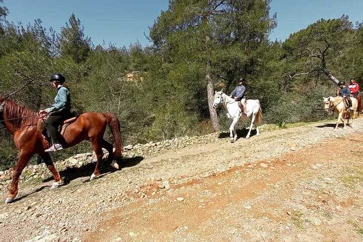 Kemer Horseback Riding: 1-Hour Pine Forest Safari with Hotel Transfer photo 5