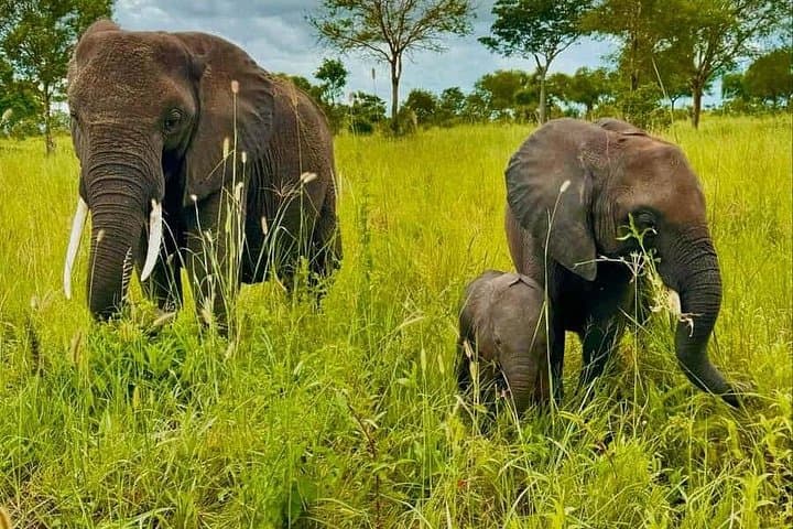 Mikumi in a Day: Fly from Zanzibar for a Full-Day Safari photo 6
