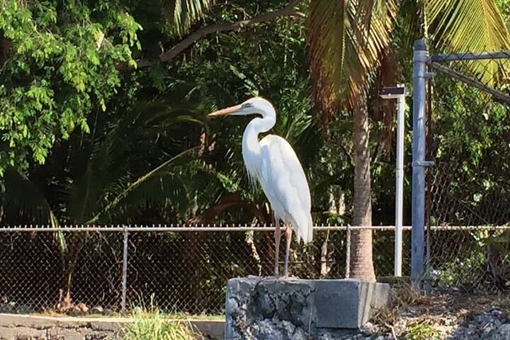 Keewaydin Island 5-Hour Beach Tour from Naples — Shelling, Swimming & Wildlife Cruise photo 5