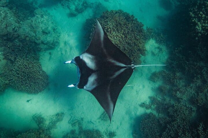 Bora Bora Eco Snorkel: Half-Day Lagoon Tour with Rays & Reefs photo 2