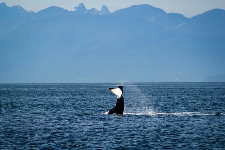 Learn to Sail False Creek & English Bay — Vancouver Small-Group Sailing Experience photo 3