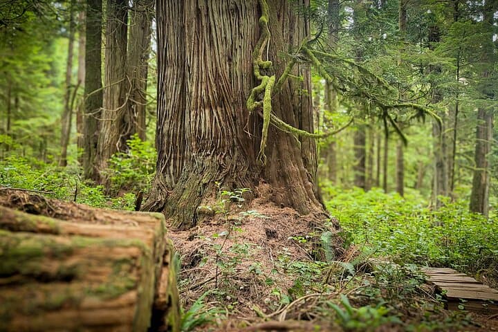 Vancouver Island 2-Day Rainforest, Beaches & Glamping Adventure photo 5