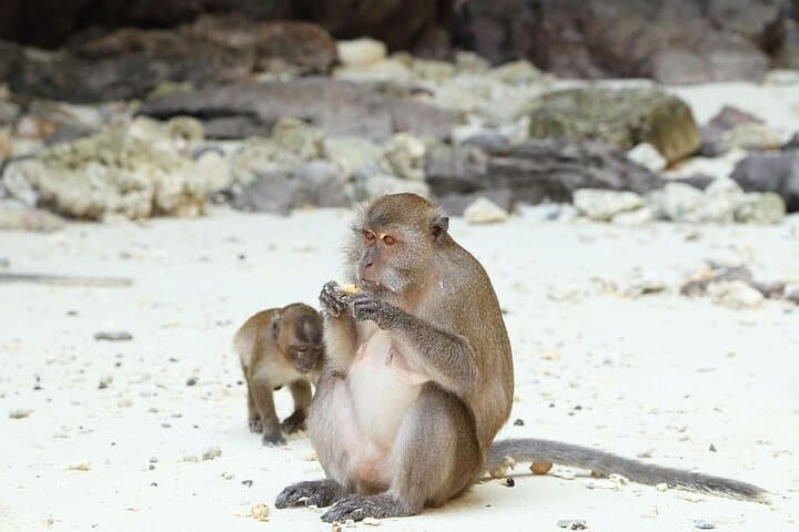 Phi Phi, Maiton & Khai Islands Speedboat Day Trip from Phuket — Snorkel Maya Bay & Khai photo 5