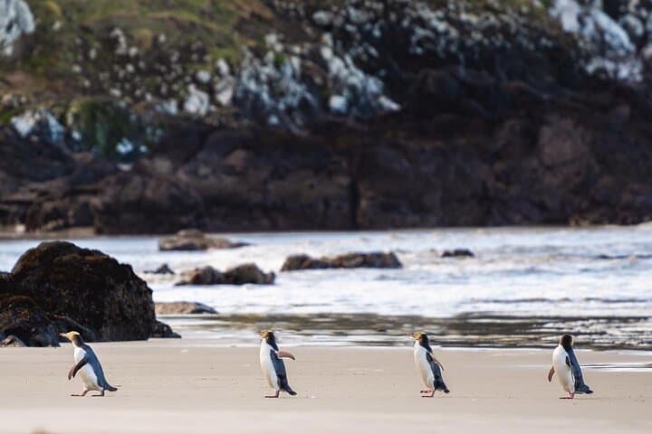 Clearwater Private Penguin & Wildlife Tour: Otago Peninsula Wildlife Viewing from Port Otago