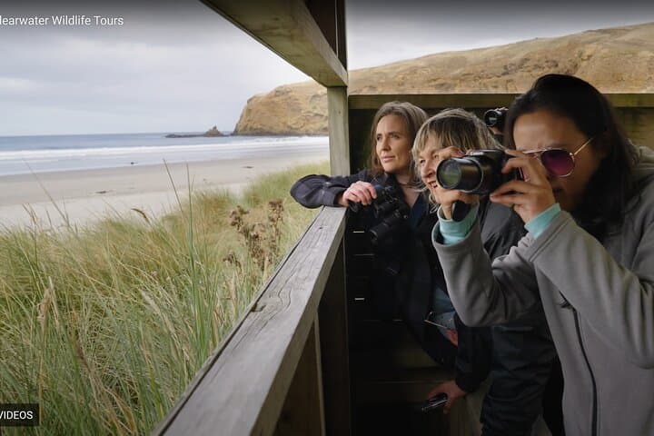 Clearwater Private Penguin & Wildlife Tour: Otago Peninsula Wildlife Viewing from Port Otago photo 3