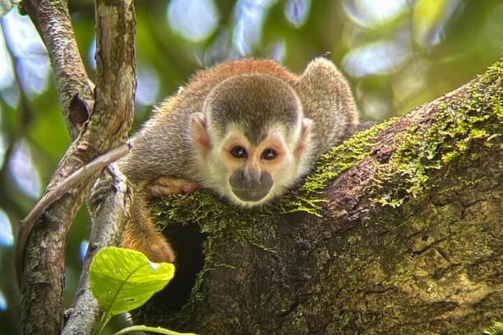 Manuel Antonio National Park Guided Wildlife Tour — See Monkeys & Sloths in Quepos photo 3