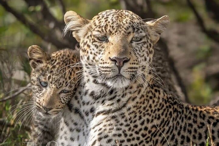 Full-Day Safari Game Drive in Hazyview — Big Five & Sunset Wildlife Viewing photo 5