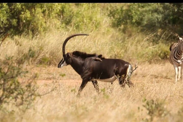 Full-Day Safari Game Drive in Hazyview — Big Five & Sunset Wildlife Viewing photo 6