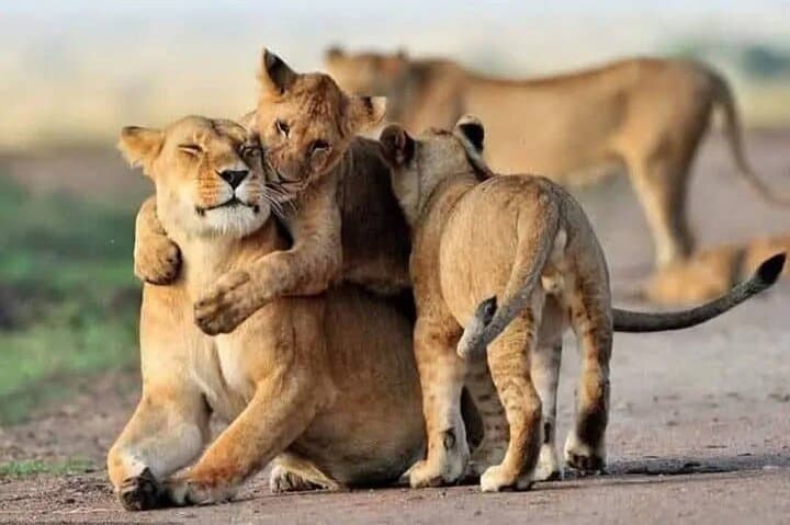Kruger Half-Day Safari: Big Five Game Drive from Hazyview photo 4