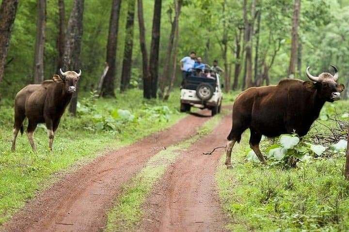 Multi-Park Tiger Safari: Tadoba, Pench, Kanha & Bandhavgarh — 8–9 Day Wildlife Circuit photo 3