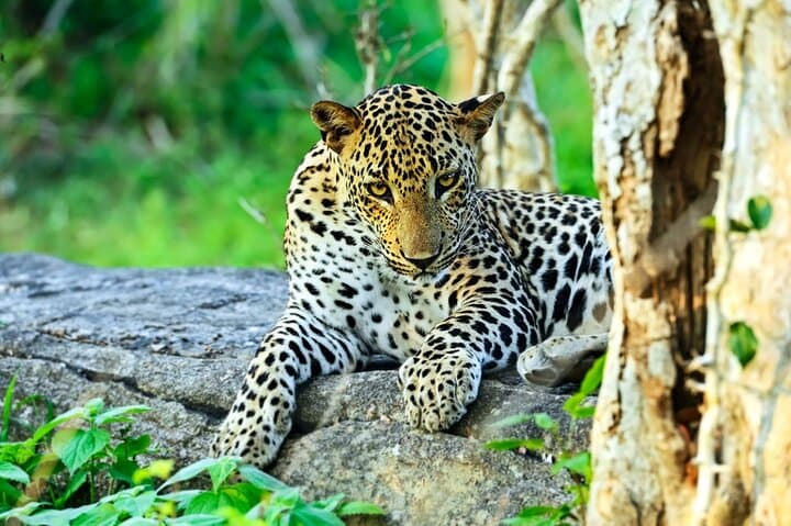 Yala National Park Leopard Safari: Private 4-Hour Wildlife Adventure