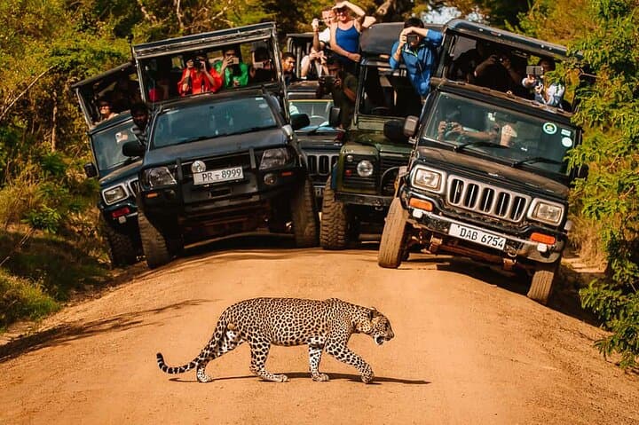 Yala National Park Leopard Safari: Private 4-Hour Wildlife Adventure photo 2