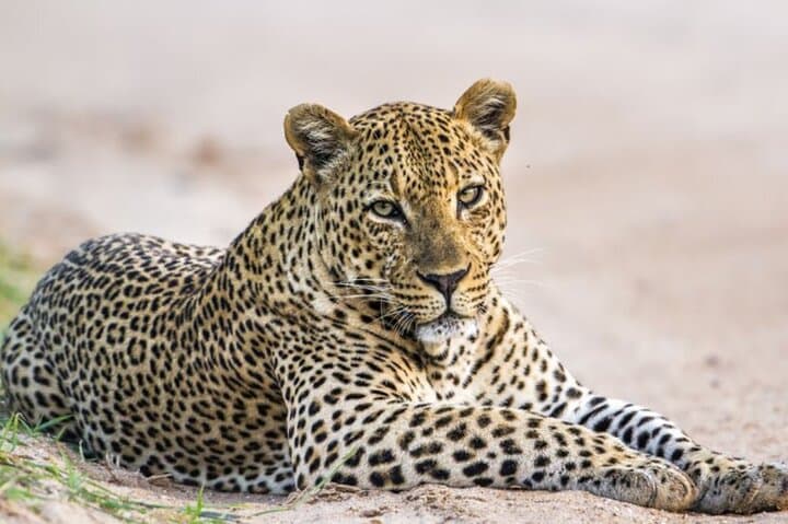 Yala National Park Leopard Safari: Private 4-Hour Wildlife Adventure photo 3