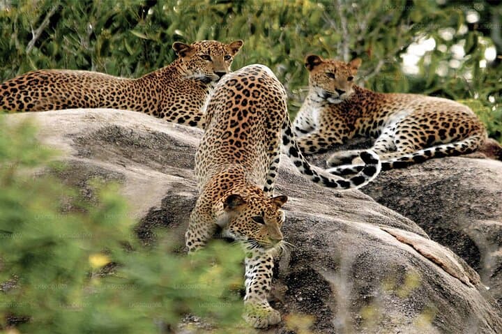 Yala National Park Leopard Safari: Private 4-Hour Wildlife Adventure photo 4