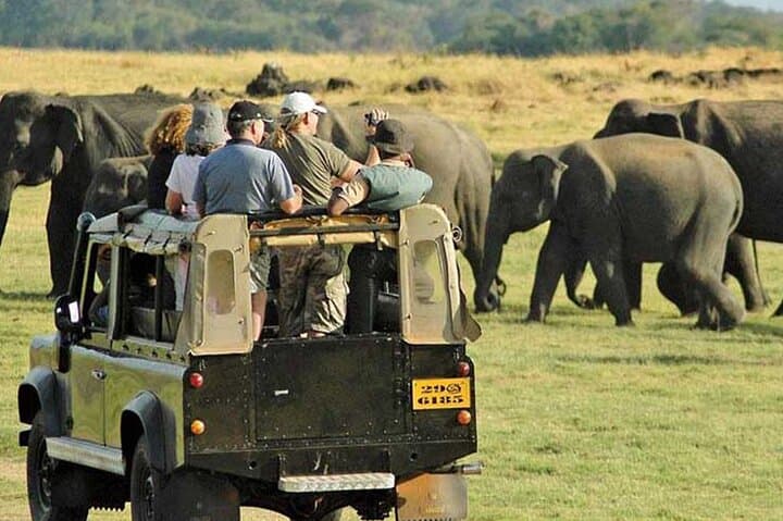 Yala National Park Leopard Safari: Private 4-Hour Wildlife Adventure photo 5
