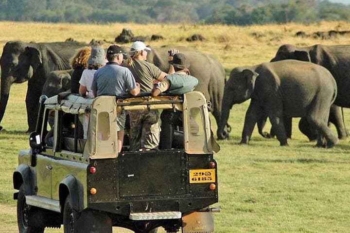 Yala National Park Leopard Safari: Private 4-Hour Wildlife Adventure photo 6