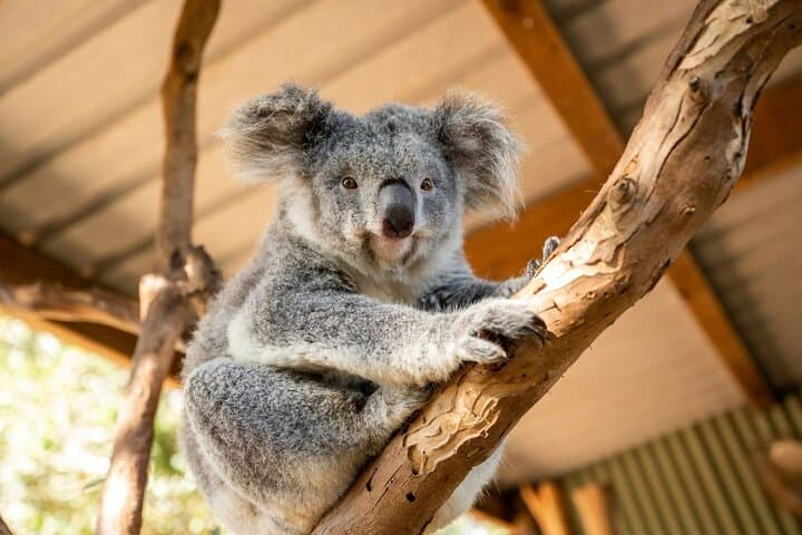 Blue Mountains Day Tour from Sydney: ScenicWorld or Guided Bushwalk with Koalas (Small Group)