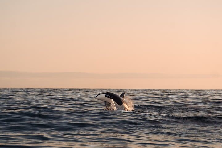 Summer Whale Safari in Andenes: High-Speed Catamaran Whale Watching in Vesterålen