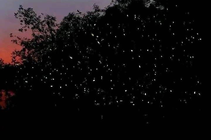 Siargao Sunset Paddleboarding & Firefly Tour: Evening Mangrove Escape photo 5