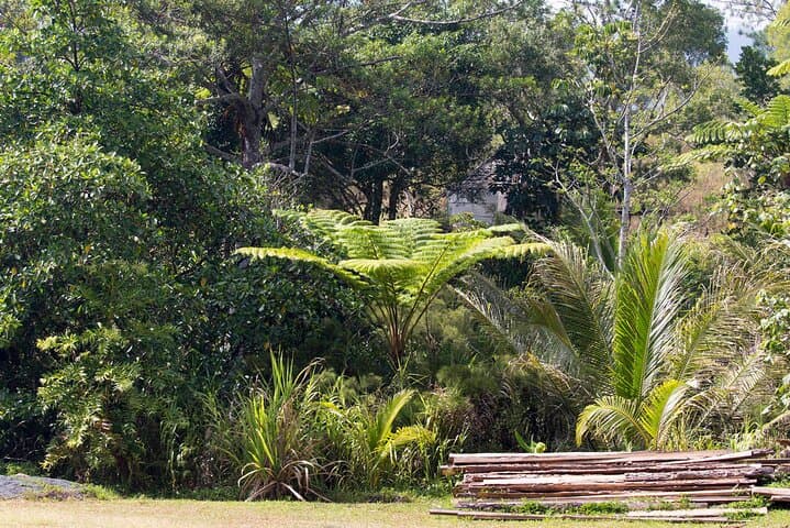Half-Day Wildlife and Rainforest Tour from Nouméa Cruise Terminal photo 2