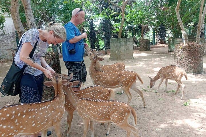 Ultimate Sri Lanka 9-Day Private Tour — Beaches, Highlands & Wildlife photo 4