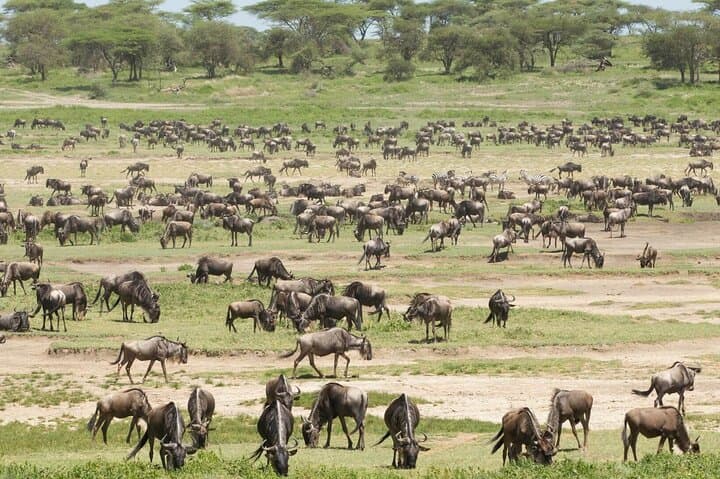 Fly-In Serengeti Safari: 4-Day Wildlife Adventure with Scenic Drive-Out photo 4