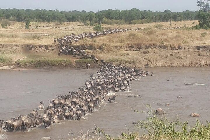 Fly-In Serengeti Safari: 4-Day Wildlife Adventure with Scenic Drive-Out photo 5