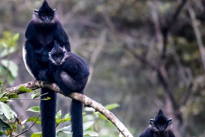 Cuc Phuong Jungle Trek from Ninh Binh: Day Hike, Wildlife & Primate Rescue photo 2