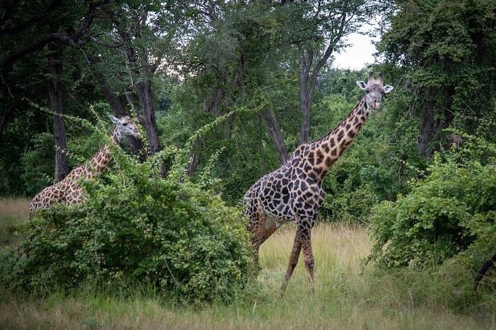 Chobe National Park Game Drive — Rivers, Elephants & Big Game from Kasane photo 2