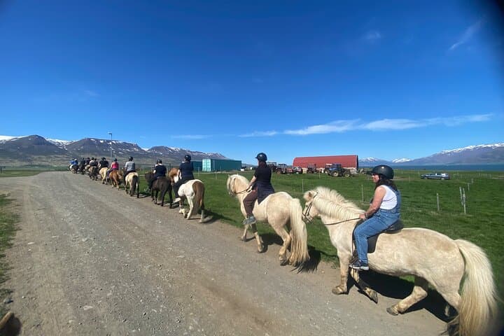 Coastal Horseback Riding at Gásir: Icelandic Horse Tours from Akureyri