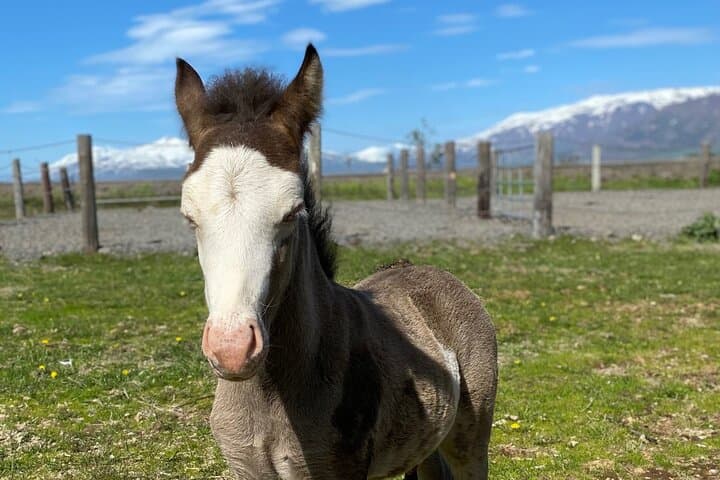 Coastal Horseback Riding at Gásir: Icelandic Horse Tours from Akureyri photo 4