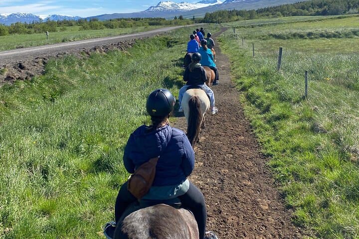 Coastal Horseback Riding at Gásir: Icelandic Horse Tours from Akureyri photo 5