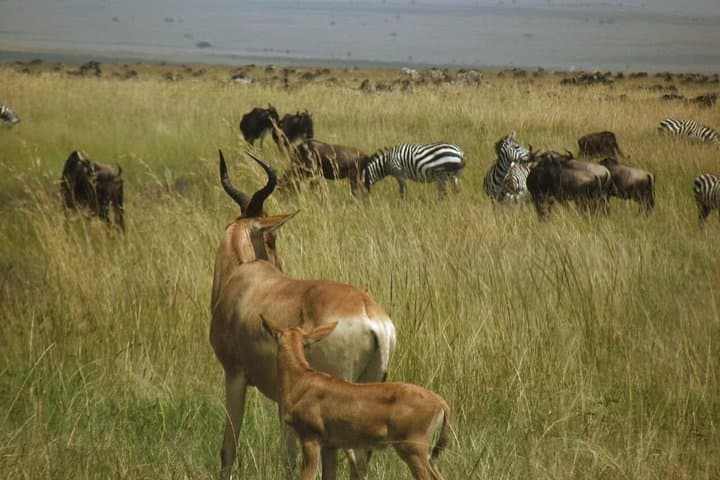 3-Day Masai Mara Safari: Big Five Game Drives & Maasai Village Experience photo 1