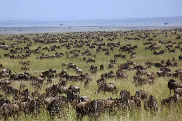 3-Day Masai Mara Safari: Big Five Game Drives & Maasai Village Experience photo 2