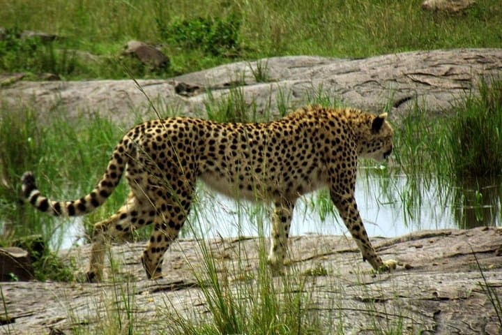 3-Day Masai Mara Safari: Big Five Game Drives & Maasai Village Experience photo 3