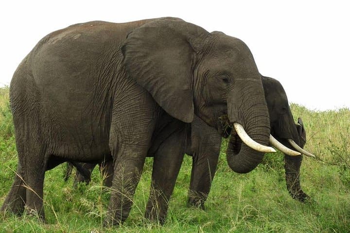 3-Day Masai Mara Safari: Big Five Game Drives & Maasai Village Experience photo 4