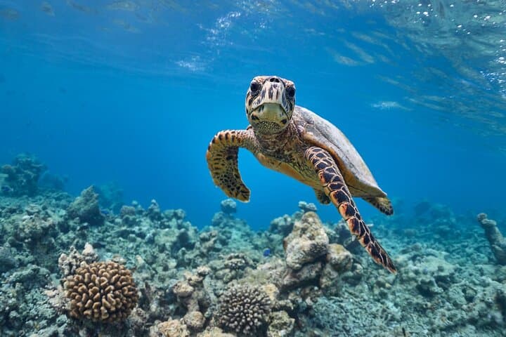 From Dubai to Khorfakkan: Two Dives & Discover Scuba on the UAE East Coast photo 4