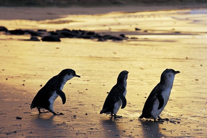 Phillip Island Day Tour: Penguins, Kangaroos & Coastal Highlights (Small-Group)