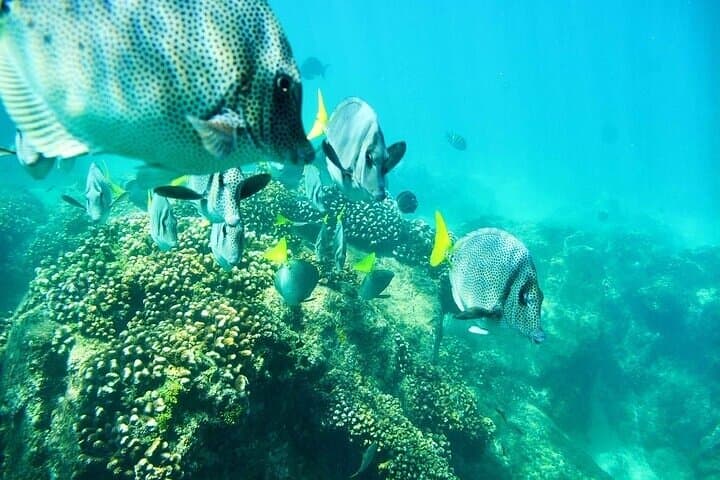 Los Cabos Platinum Snorkel Experience: Santa Maria Bay Catamaran Tour photo 5