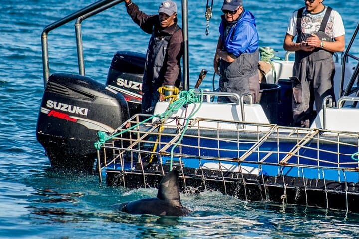 Shark Cage Diving from Cape Town: Gansbaai Day Trip to Dyer Island photo 2