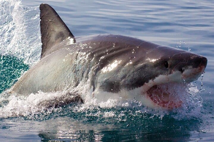 Shark Cage Diving from Cape Town: Gansbaai Day Trip to Dyer Island photo 3