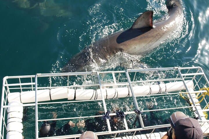 Shark Cage Diving from Cape Town: Gansbaai Day Trip to Dyer Island photo 4