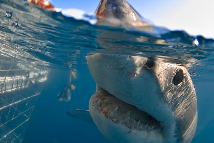 Shark Cage Diving from Cape Town: Gansbaai Day Trip to Dyer Island photo 5