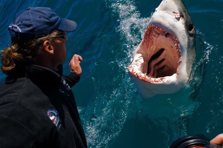 Shark Cage Diving from Cape Town: Gansbaai Day Trip to Dyer Island photo 6