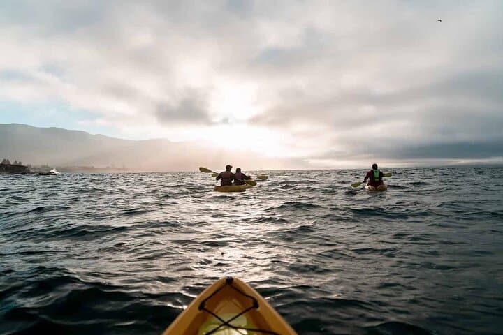 Hermanus Whale Watching Day Trip From Cape Town photo 5