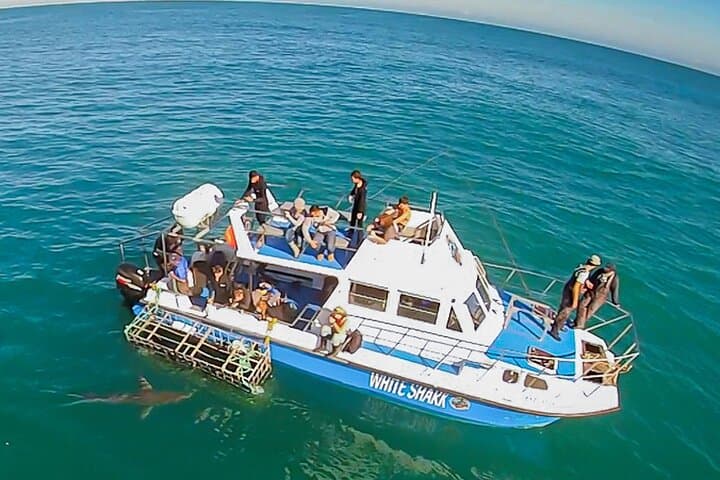 Hermanus Whale Watching Day Trip From Cape Town photo 6