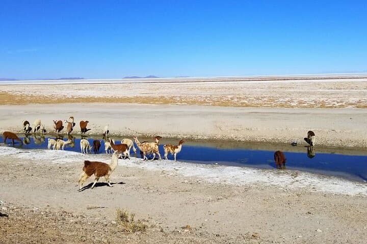 2-Day Uyuni Salt Flats and Thunupa Volcano Adventure photo 3